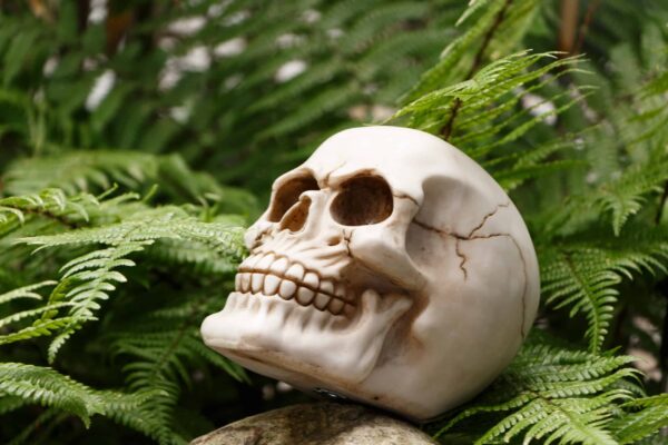 Tête de mort humaine en résine